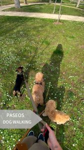 Paseo de tres perros pequeños en el parque El Retiro con cuidador profesional de The Dogg Hotel Boutique & Spa