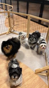 Socializacion Canina