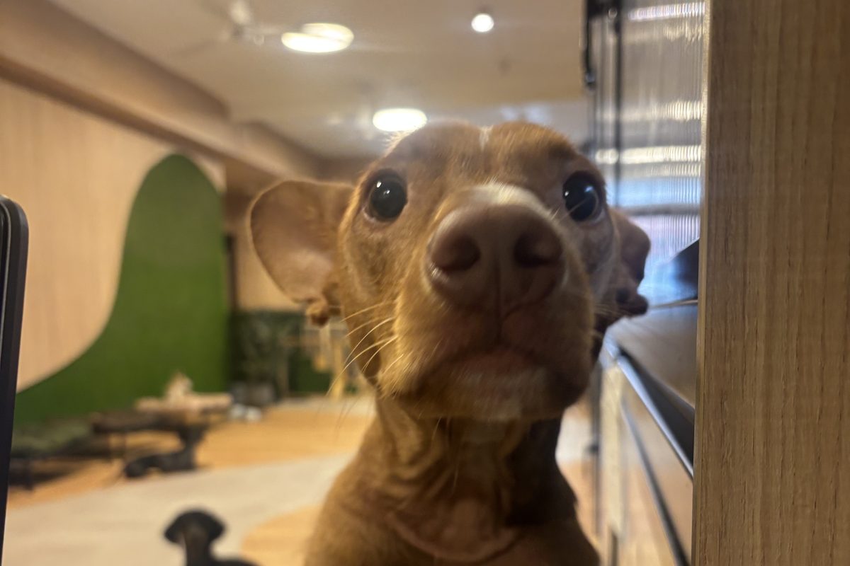 Perro pequeño asomado a la valla esperando a su familia en la guardería canina The Dogg Madrid