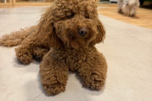 Caniche toy marrón tumbado en el hotel canino The Dogg en Madrid durante el otoño