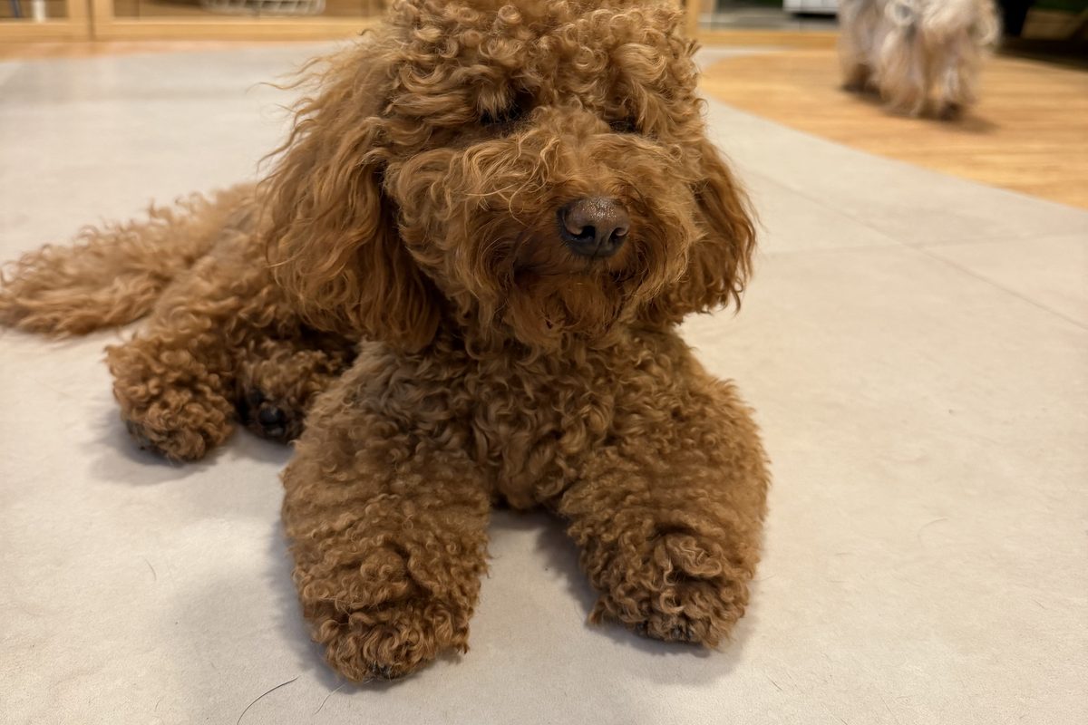 Caniche toy marrón tumbado en el hotel canino The Dogg en Madrid durante el otoño